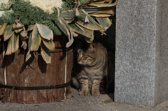 茶番②　狙い澄ます猫