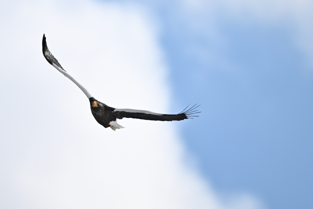 2026_オオワシ005_278