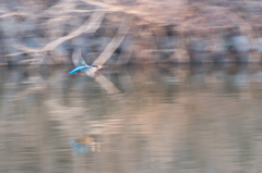 夕日にカワセミ１１動体
