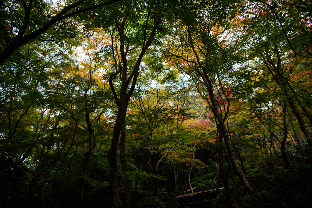 紅葉の前に