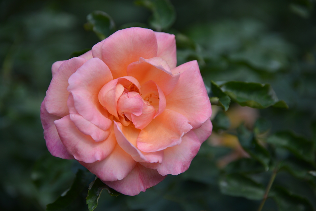 おとなしいピンク