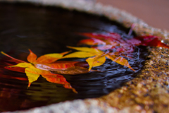 紅葉と波紋