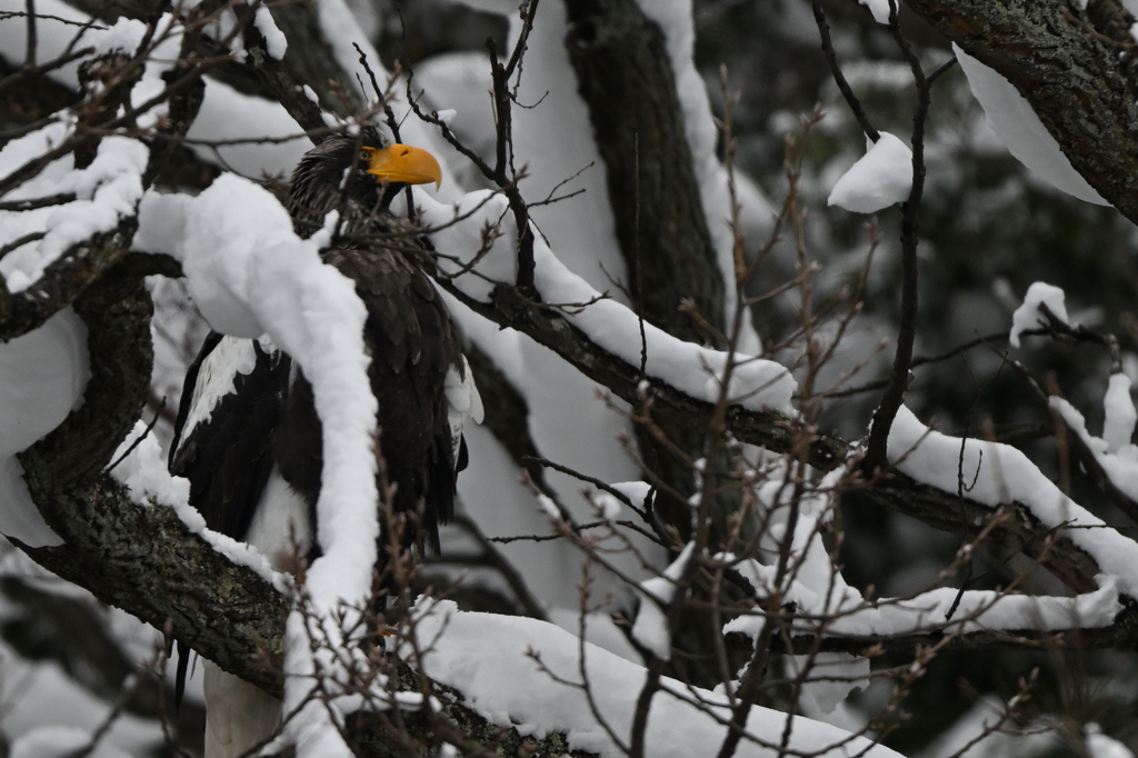 2026_オオワシ004_277