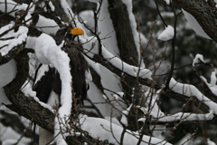 2026_オオワシ004_277