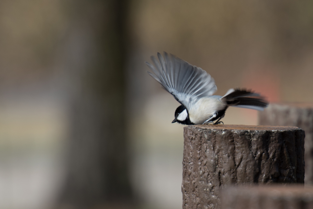 鳥⑩シジュウカラ4