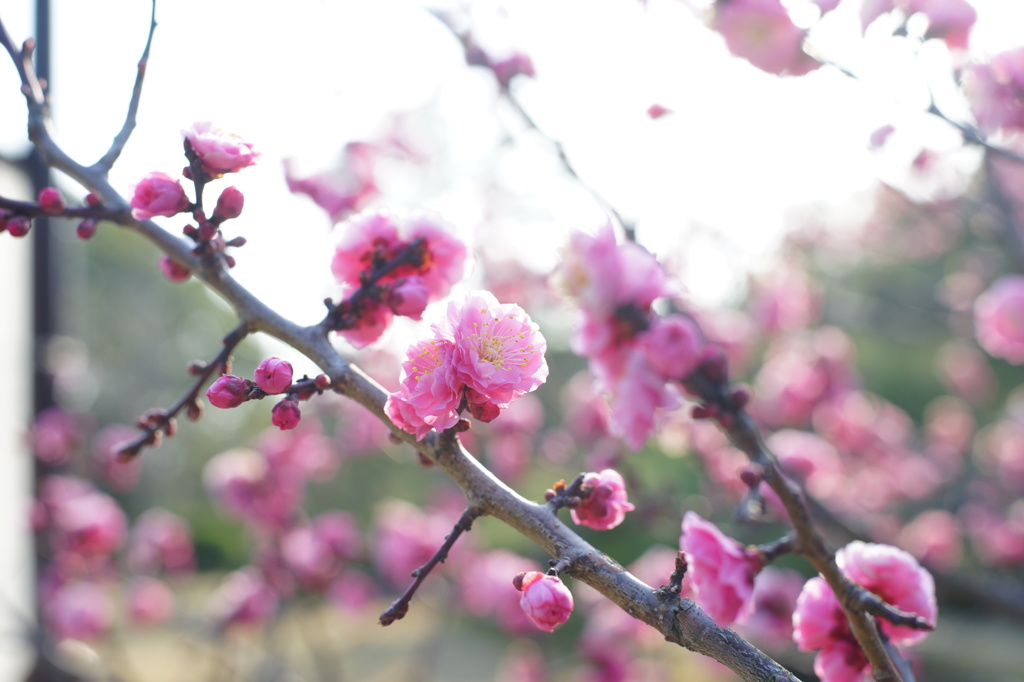 梅の花②