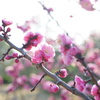 梅の花②