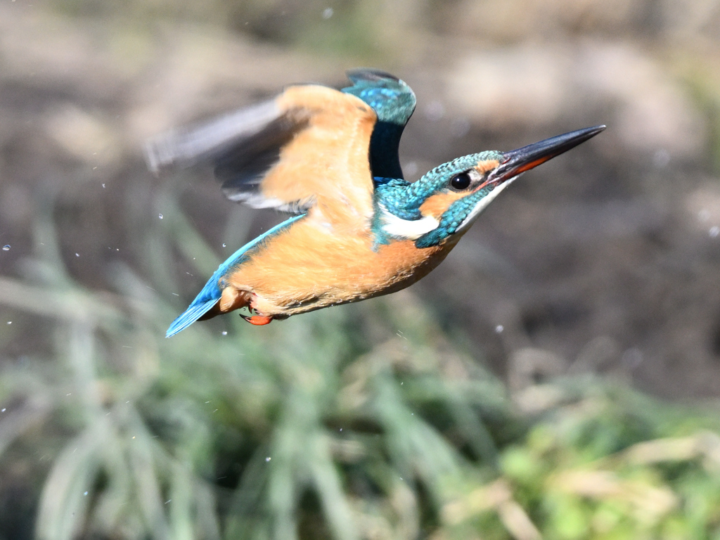 カワセミ_2022_21