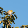野鳥③メジロ