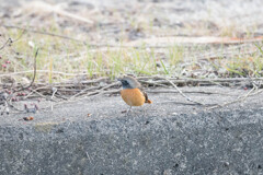 ジョウビタキ♂