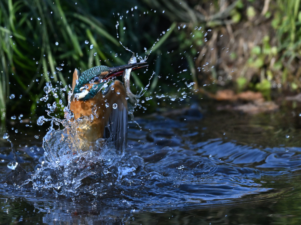 カワセミ_2022_29