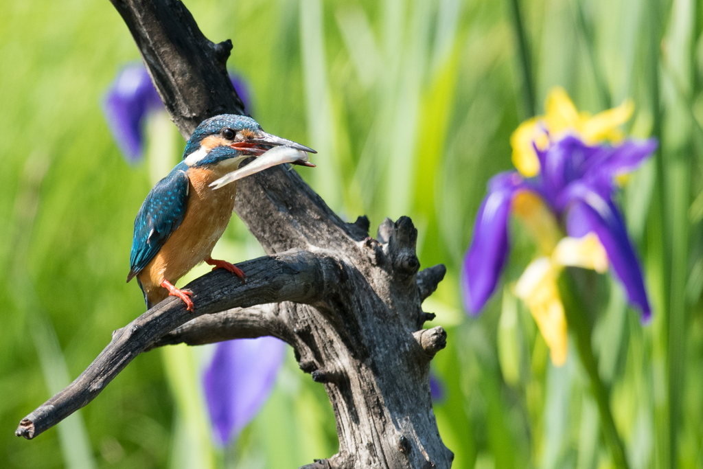 カワセミと菖蒲の花