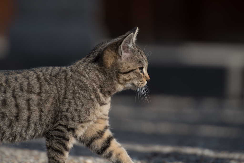 於大公園の猫③