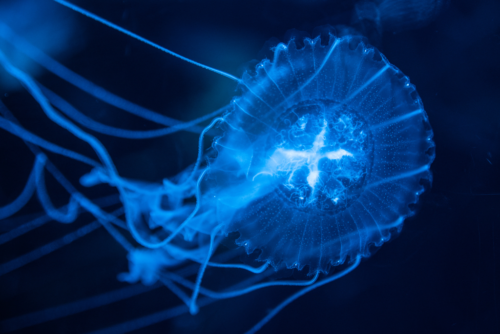江ノ島水族館のクラゲ