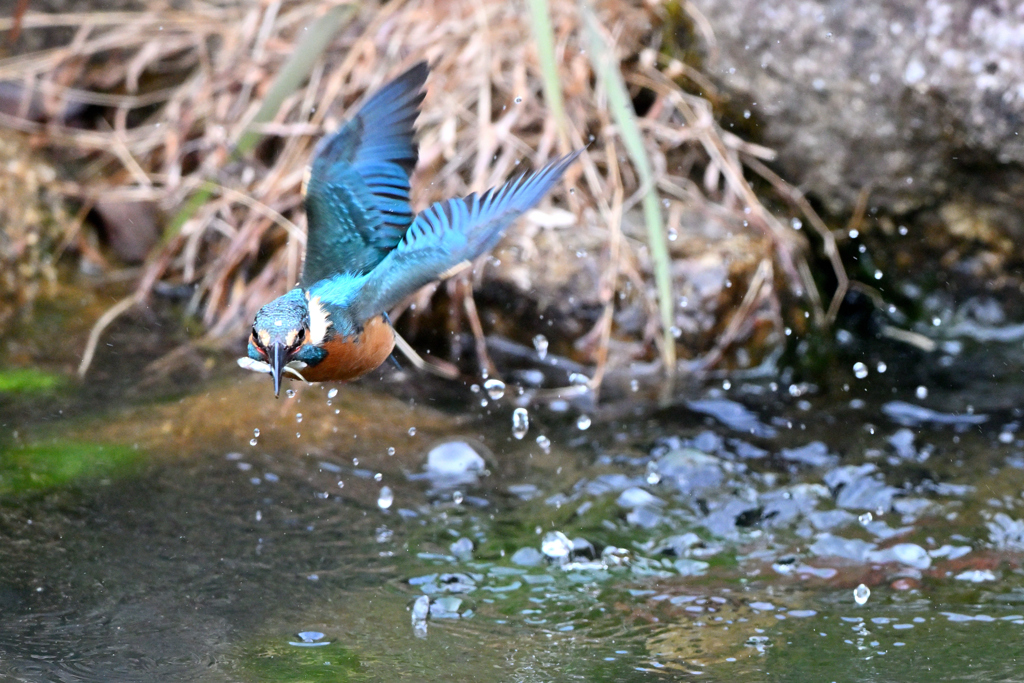 カワセミDSC_0333_119