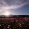 コスモス畑31
