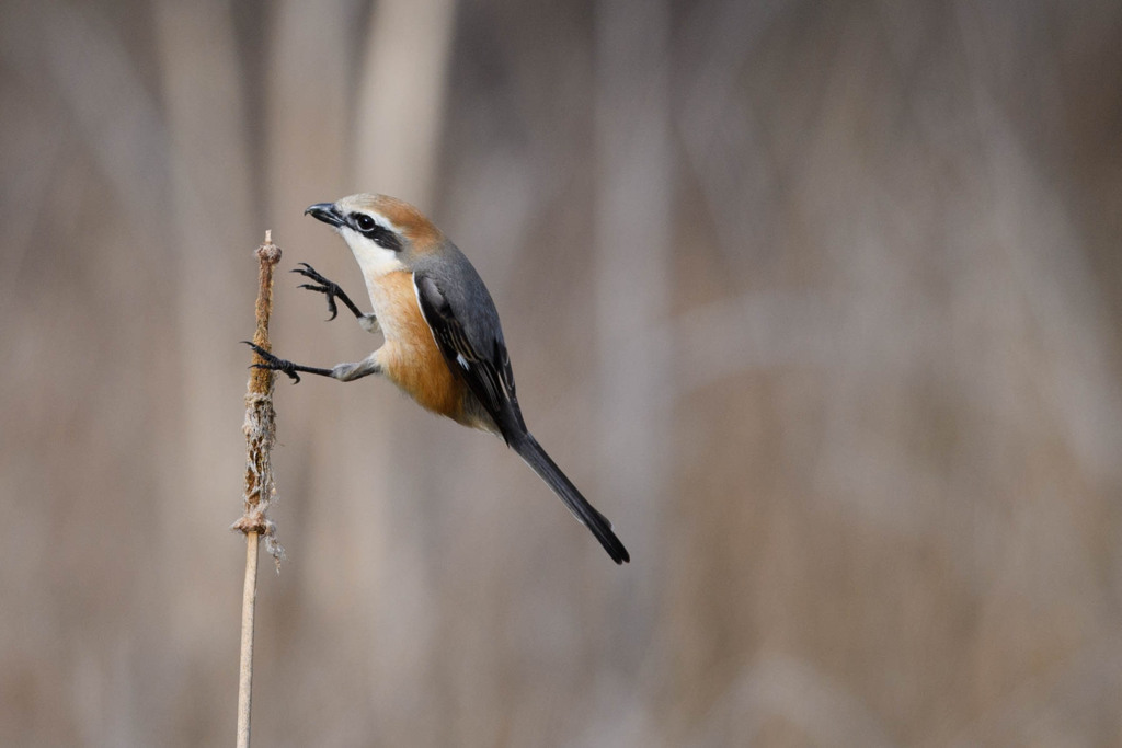 モズ 005　お気に入りの場所へ