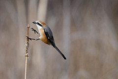 モズ 005　お気に入りの場所へ