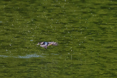 水しぶき上げて