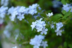 花　蒼色