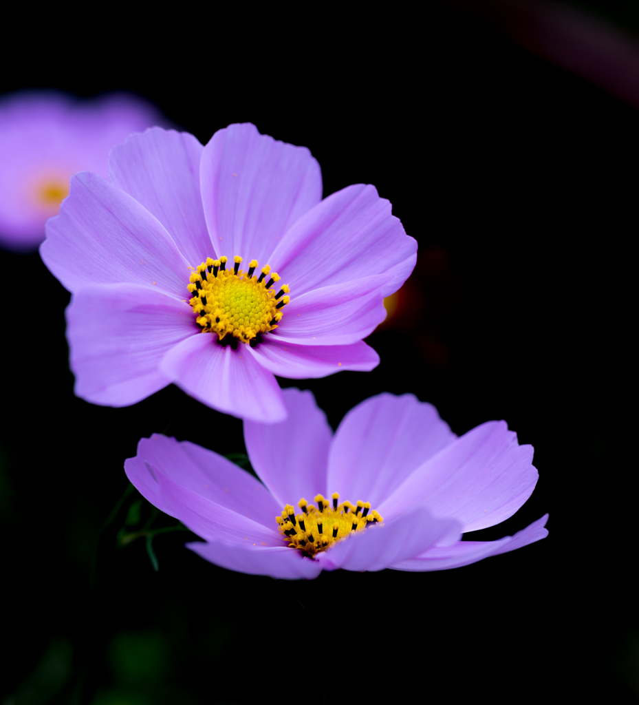 2016年のコスモス3