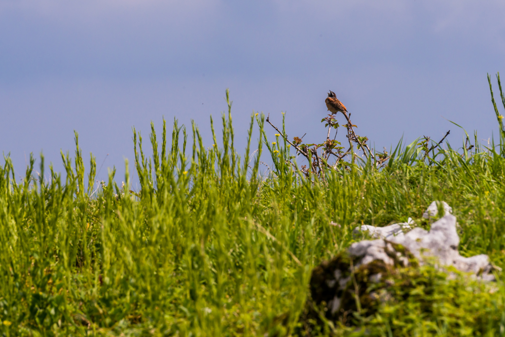そらに歌えば②