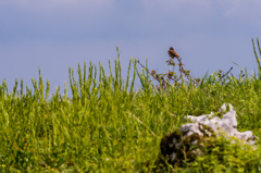 そらに歌えば②