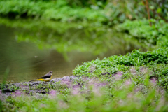 水辺のキセキレイ2