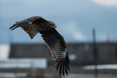 鳶　獲物探して03