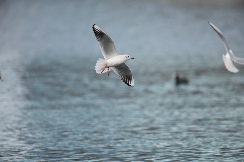 大阪城公園　お堀のカモメさん