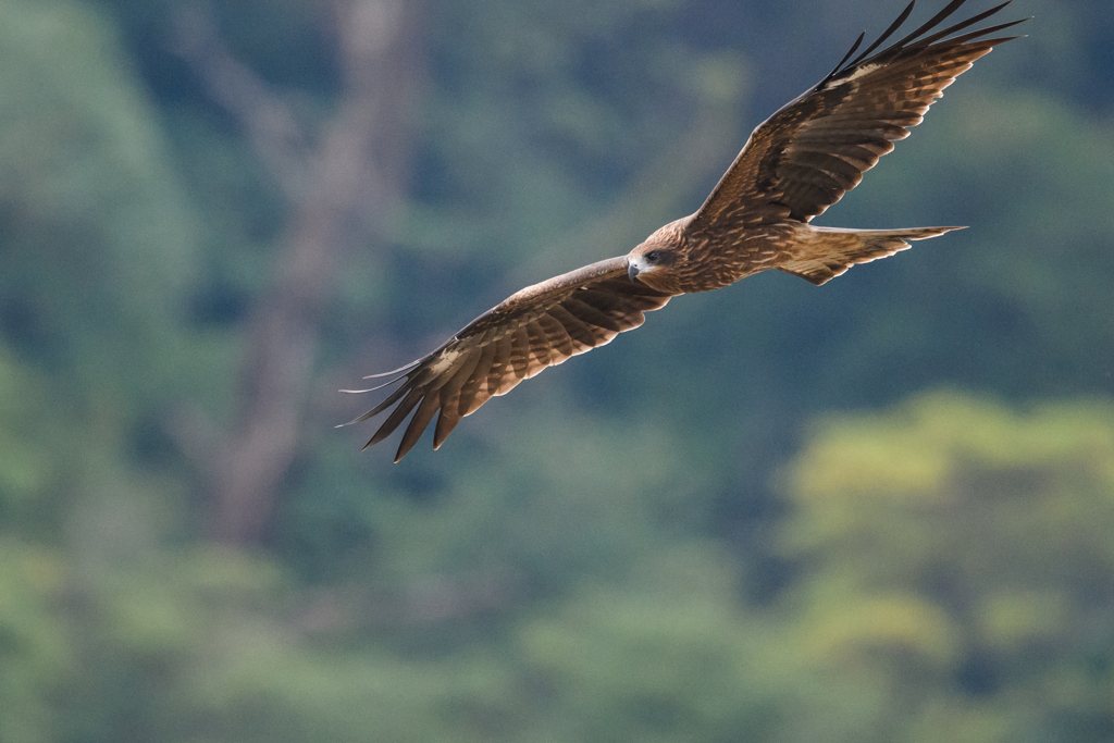 空のタヌキ(鳶)