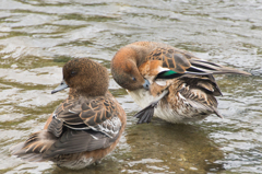 お手入れ真っ最中②