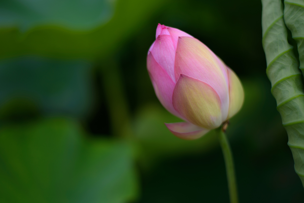 首を傾げる蓮のつぼみ