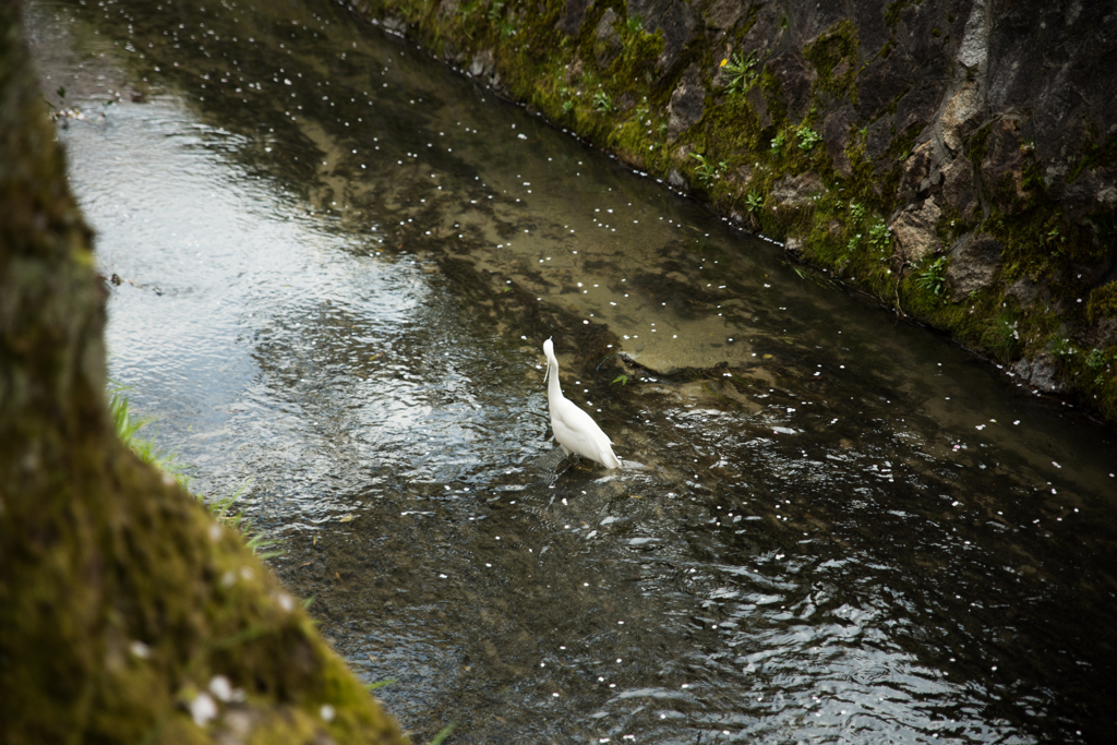 鷺と小川と流れる桜