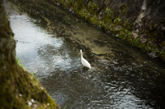 鷺と小川と流れる桜