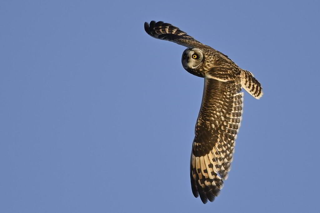 2025_コミミズク004_269