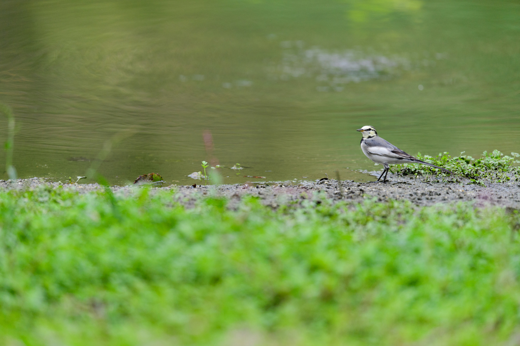 水辺のハクセキキレイ