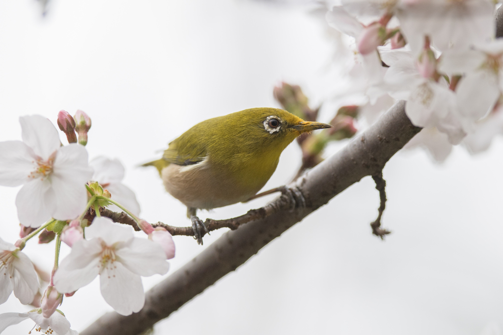 花粉まみれ　メジロ