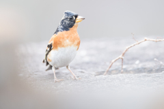 アトリ＠大阪城公園