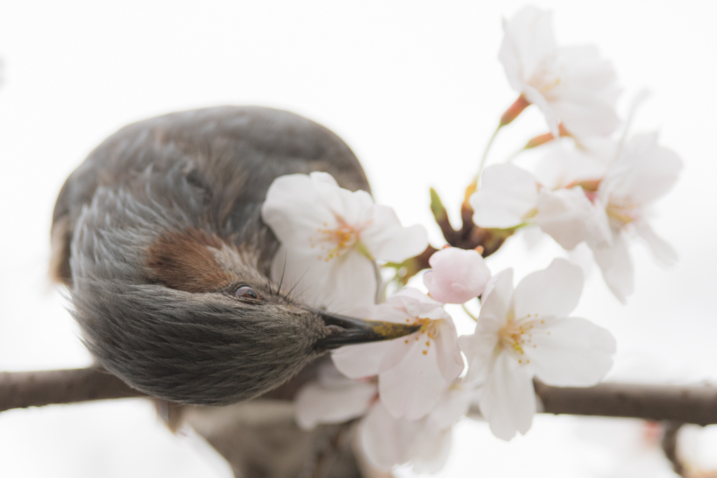 花粉まみれ　ヒヨドリ3