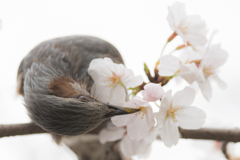 花粉まみれ　ヒヨドリ3