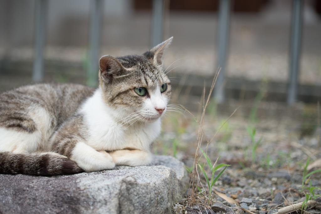 公園の猫