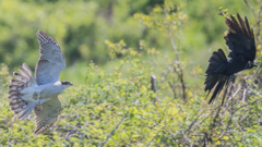 オオタカとカラス
