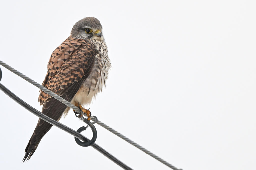 2026_チョウゲン007_285