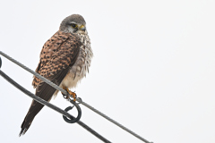 2026_チョウゲン007_285