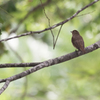 野鳥　名称わからず・・・