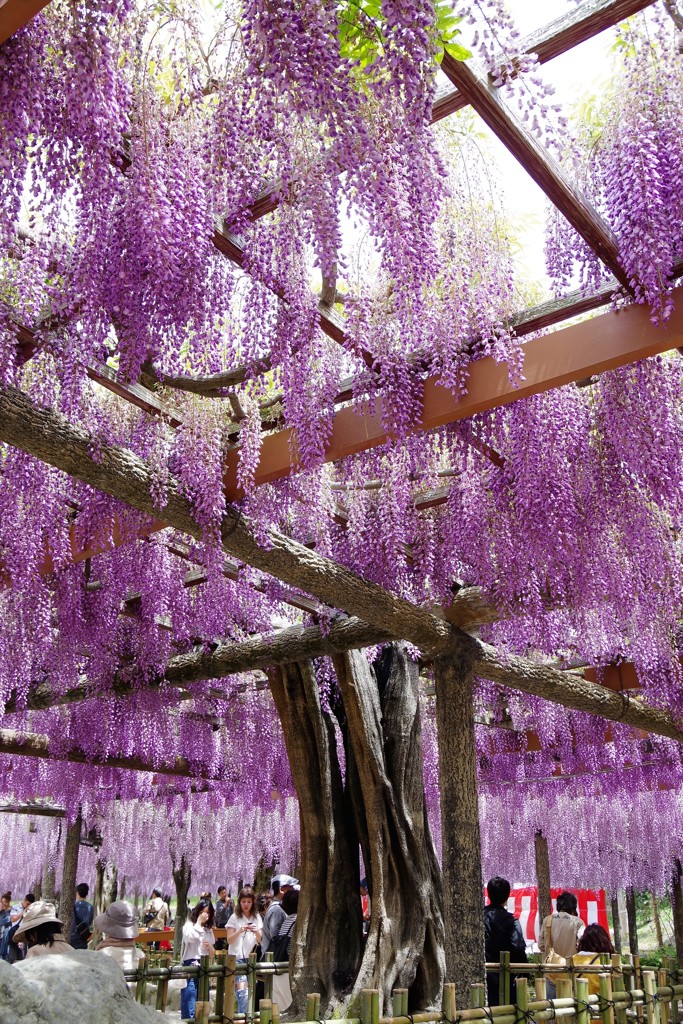 尾張津島藤まつり
