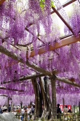 尾張津島藤まつり