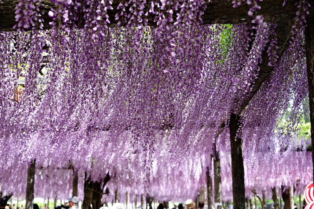 尾張津島藤まつり