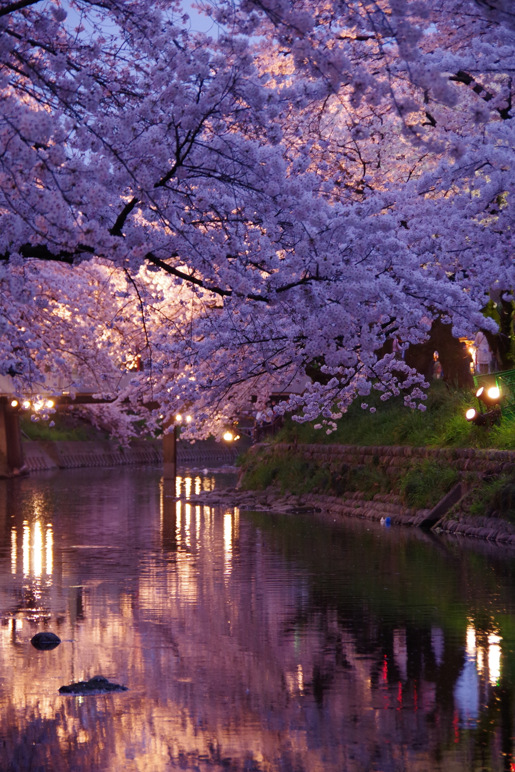 夜桜